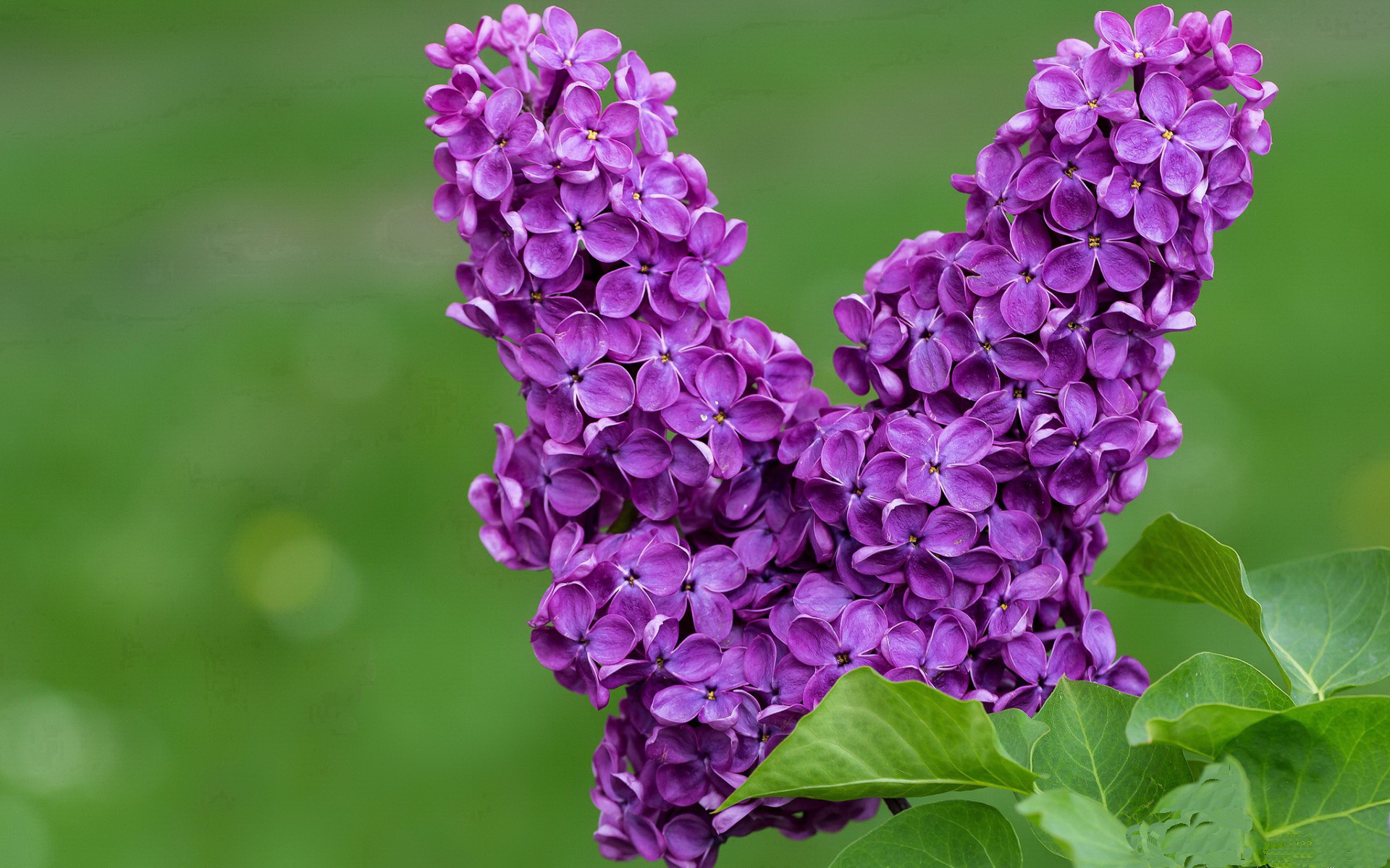 官网-当NBA速度之王空降CBA，福克斯48分导演浙江队跨联盟压制尼克斯