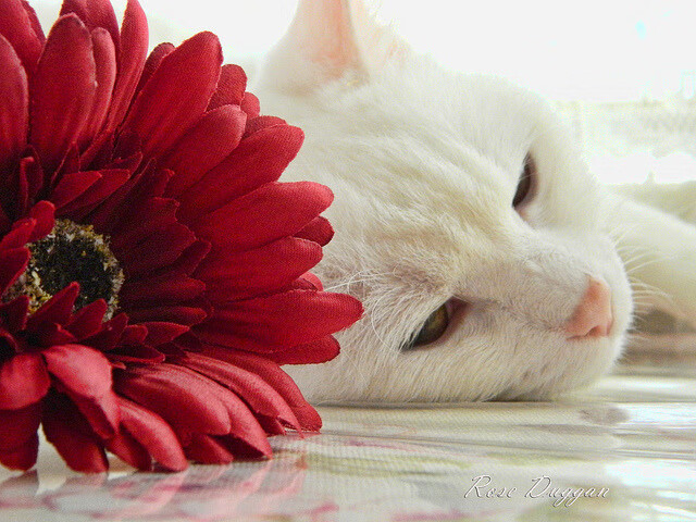 体育入口-钢与少年心，美加墨世界杯之夜，加维在万钧重压下完成爆发